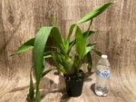 Colmanara Wildcat 'Petite Sirah' Blooming Size (3.5" pot) - Image 3