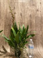 Triple Spikes Oncidium Volcano Midnight ‘Volcano Queen' Compact (3.5” pot) - Image 4