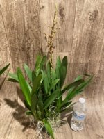 Quadruple Spikes Oncidium Volcano Midnight ‘Volcano Queen' Compact (3.5” pot) - Image 5