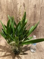 6 Spikes Oncidium Volcano Midnight ‘Volcano Queen' Compact (3.5” pot) - Image 4