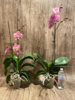 In Spikes Phalaenopsis OX Golden Star 'OX1663' × SKB Black Lace Huge Plant (4" pot) - Image 6