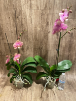 In Spikes Phalaenopsis OX Golden Star 'OX1663' × SKB Black Lace Huge Plant (4" pot) - Image 7
