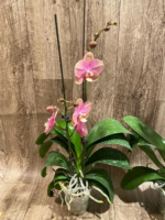 In Spikes Phalaenopsis OX Golden Star 'OX1663' × SKB Black Lace Huge Plant (4" pot) - Image 8