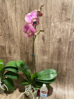 In Spikes Phalaenopsis OX Golden Star 'OX1663' × SKB Black Lace Huge Plant (4" pot) - Image 9