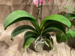 In Spikes Phalaenopsis OX Golden Star 'OX1663' × SKB Black Lace Huge Plant (4" pot) - Image 10
