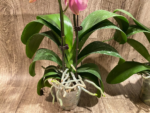 In Spikes Phalaenopsis OX Golden Star 'OX1663' × SKB Black Lace Huge Plant (4" pot) - Image 11