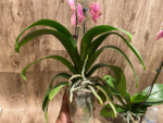 In Spikes Phalaenopsis OX Golden Star 'OX1663' × SKB Black Lace Huge Plant (4" pot) - Image 12