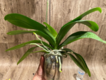 In Spikes Phalaenopsis OX Golden Star 'OX1663' × SKB Black Lace Huge Plant (4" pot) - Image 13