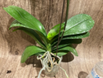 In Spikes Phalaenopsis OX Golden Star 'OX1663' × SKB Black Lace Huge Plant (4" pot) - Image 14