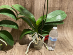 In Spikes Phalaenopsis OX Golden Star 'OX1663' × SKB Black Lace Huge Plant (4" pot) - Image 15