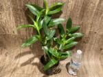 Dendrobium Spring Snow (4” pot) - Image 3