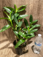 Dendrobium Spring Snow (4” pot) - Image 4