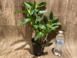 Dendrobium Spring Snow (4” pot) - Image 5