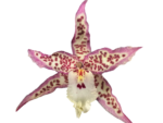In Spike Beallara Memoria Donald Yamada (3.5" pot) - Image 2