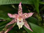 In Spike Beallara Memoria Donald Yamada (3.5" pot) - Image 3