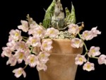 Fragrant Clowesia Rebecca Northen 'Mikabi' (2.25” pot) - Image 3