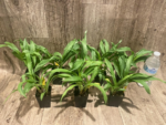 Fragrant Clowesia Rebecca Northen 'Mikabi' (2.25” pot) - Image 10