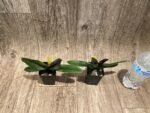 Paphiopedilum QF Kaha (Paph. QF Wainani x charlesworthii) (2" pot) - Image 3
