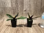 Paphiopedilum QF Kaha (Paph. QF Wainani x charlesworthii) (2" pot) - Image 2