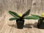 Paphiopedilum QF Kaha (Paph. QF Wainani x charlesworthii) (2" pot) - Image 4