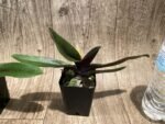 Paphiopedilum QF Kaha (Paph. QF Wainani x charlesworthii) (2" pot) - Image 5