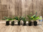 Paph. Maudiae (Maukuli-Curtisii) x Maudiae 'Napa Valley' HCC/AOS (2" pot) - Image 7