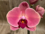 In Spikes Phalaenopsis Ben Yu Coral Lady (4.5" pot) - Image 9