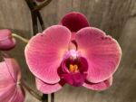 In Spikes Phalaenopsis Ben Yu Coral Lady (4.5" pot) - Image 10
