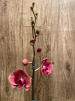 In Spikes Phalaenopsis Ben Yu Coral Lady (4.5" pot) - Image 11