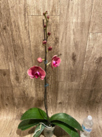 In Spikes Phalaenopsis Ben Yu Coral Lady (4.5" pot) - Image 12
