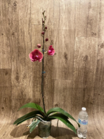 In Spikes Phalaenopsis Ben Yu Coral Lady (4.5" pot) - Image 13