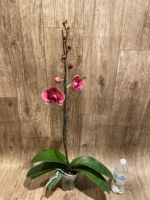In Spikes Phalaenopsis Ben Yu Coral Lady (4.5" pot) - Image 14