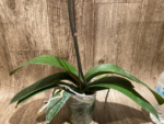 In Spikes Phalaenopsis Ben Yu Coral Lady (4.5" pot) - Image 15