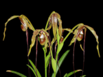 Phragmipedium Majestic Tresses (caudatum x humboltil 'Dark Toner')