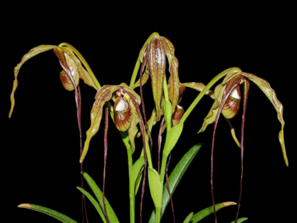 Phragmipedium Majestic Tresses (caudatum x humboltil 'Dark Toner')