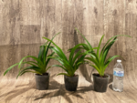 Phragmipedium Majestic Tresses (caudatum x humboltil 'Dark Toner') 3 Growths (3.5” pot) - Image 2