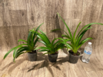 Phragmipedium Majestic Tresses (caudatum x humboltil 'Dark Toner') 3 Growths (3.5” pot) - Image 3