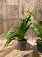 Phragmipedium Majestic Tresses (caudatum x humboltil 'Dark Toner') 3 Growths (3.5” pot) - Image 4