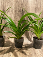 Phragmipedium Majestic Tresses (caudatum x humboltil 'Dark Toner') 3 Growths (3.5” pot) - Image 5