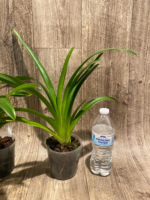 Phragmipedium Majestic Tresses (caudatum x humboltil 'Dark Toner') 3 Growths (3.5” pot) - Image 6