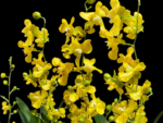 Oncidium cheirophorum