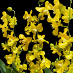 Oncidium cheirophorum