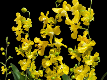 Oncidium cheirophorum
