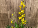 Multi Spikes  Oncidium cheirophorum × sib (2” Pot) - Image 2