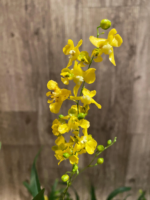 Multi Spikes  Oncidium cheirophorum × sib (2” Pot) - Image 3
