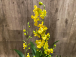 Multi Spikes  Oncidium cheirophorum × sib (2” Pot) - Image 4
