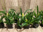 Multi Spikes  Oncidium cheirophorum × sib (2” Pot) - Image 5