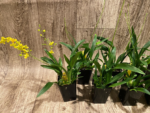 Multi Spikes  Oncidium cheirophorum × sib (2” Pot) - Image 6