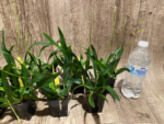 Multi Spikes  Oncidium cheirophorum × sib (2” Pot) - Image 7