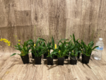 Multi Spikes  Oncidium cheirophorum × sib (2” Pot) - Image 8
